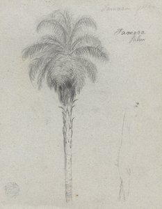 Botanisk skitse, der viser to visninger af Tamaca -palmen af Frederic Edwin Church